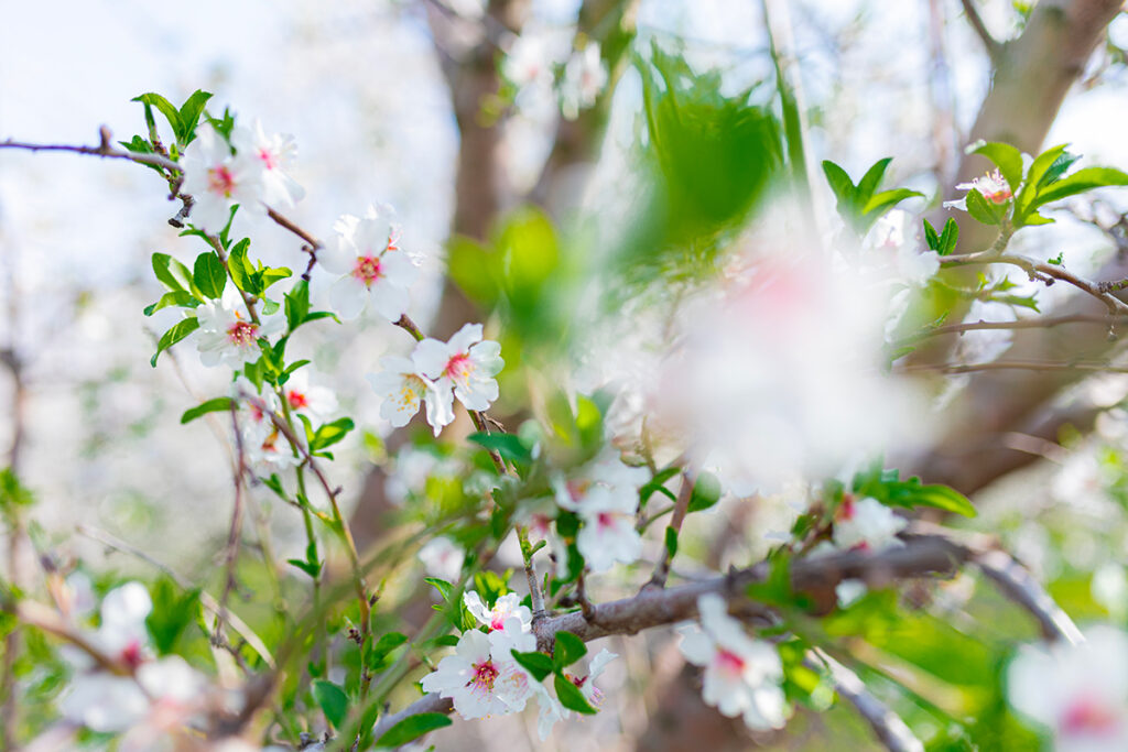 Ibiza Villas 2000 - Ibiza In Spring - 10 Reasons To Love it