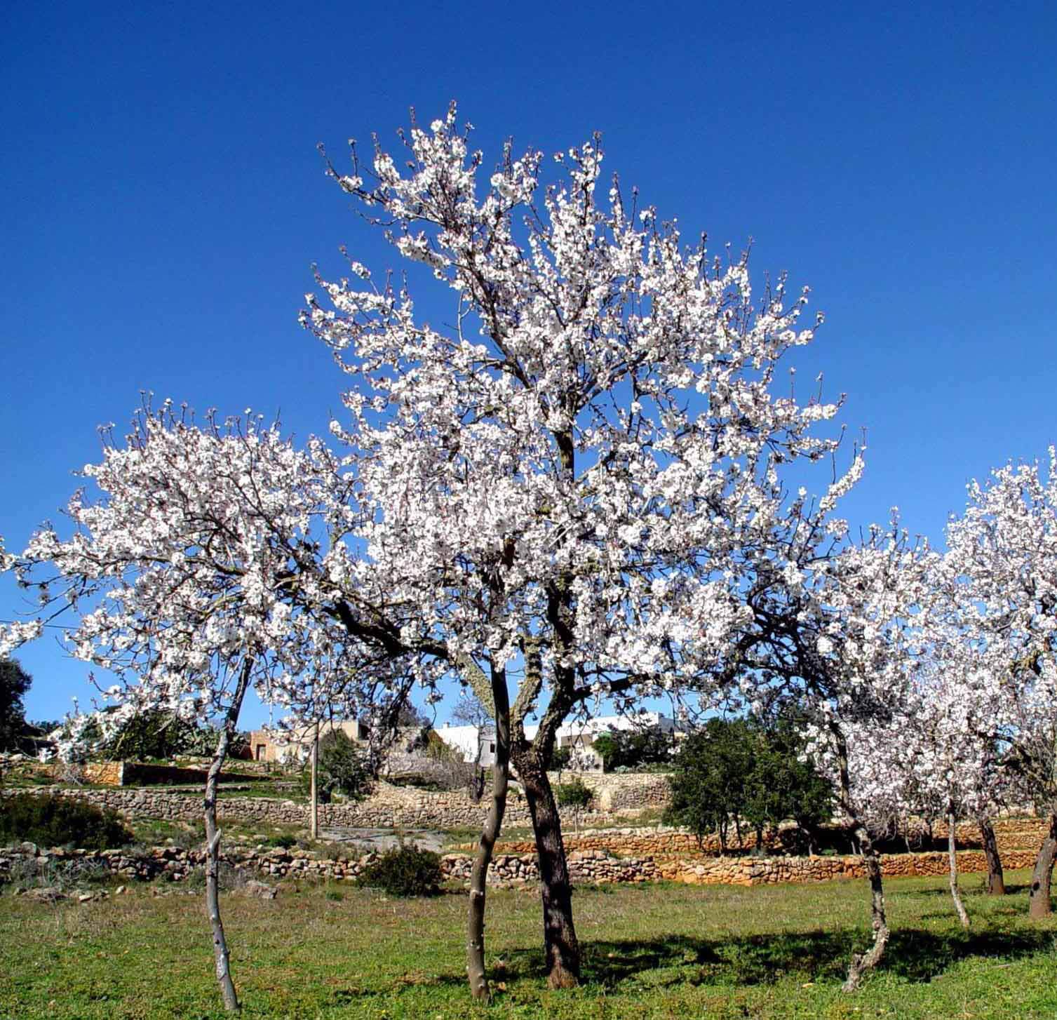 Ibiza in January, February & March - Weather Ibiza in January, February & March - Weather