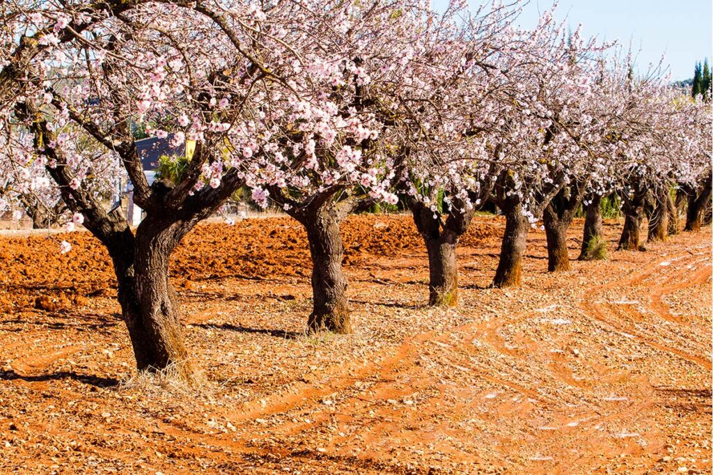Ibiza Villas 2000 - Winter In Ibiza - Almond Blossom