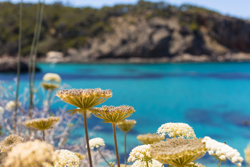 Ibiza Villas 2000 - Ibiza In February 2023 - Rural Ibiza Villas 2000 - Ibiza In February 2023 - Rural