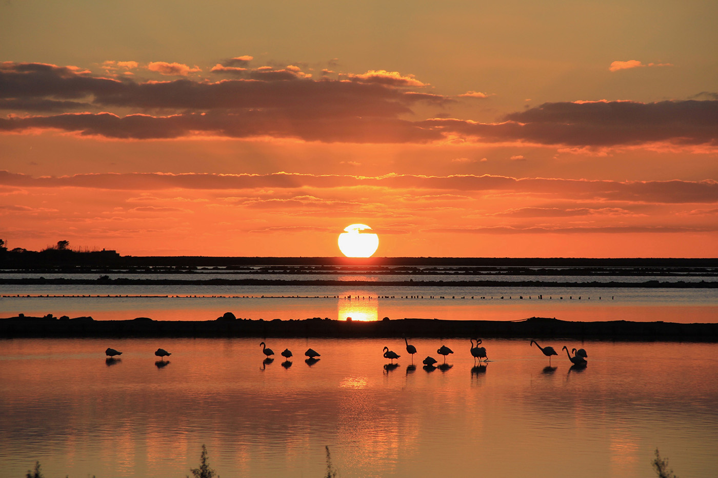 ibiza villa 2000 las salinas natural park flamingos